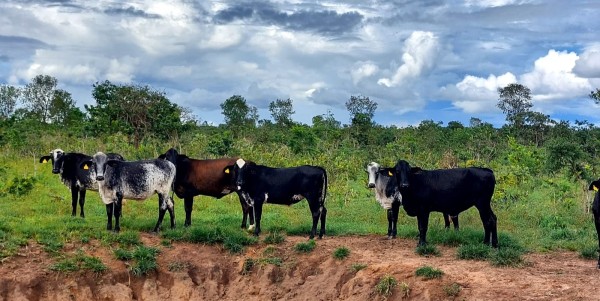 Foto Principal Notícia