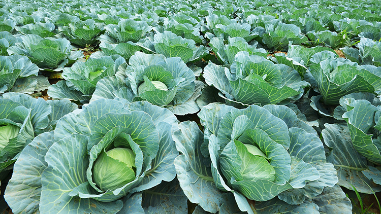 Foto Principal Notícia