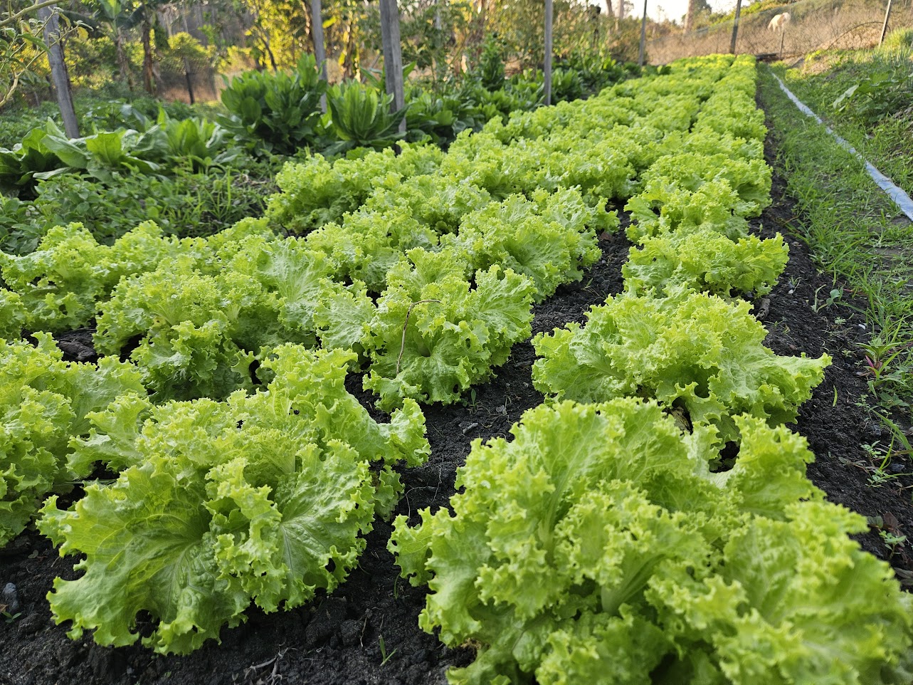 Foto Principal Notícia