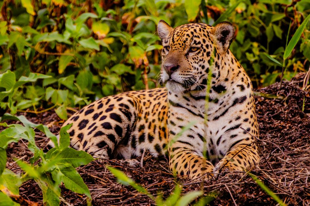 Foto Principal Notícia