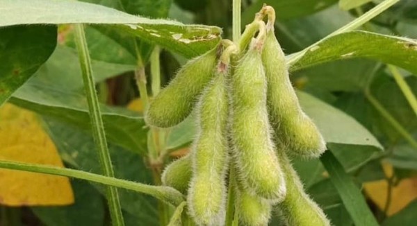 Foto Principal Notícia