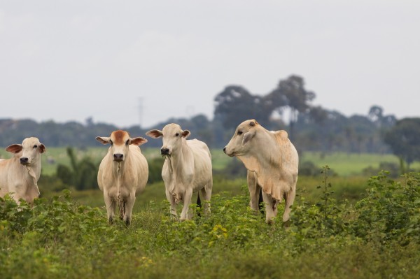Foto Principal Notícia